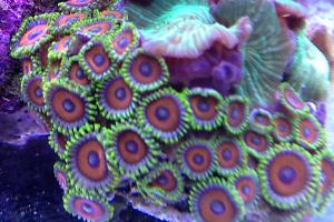 Zoanthid Thumbnail