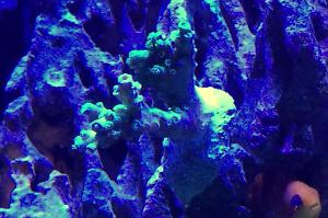 Blue Tenius Thumbnail
