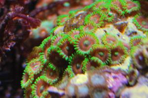 Whammin' Watermelon Zoas Thumbnail