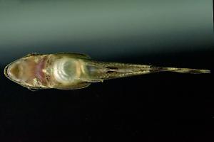 Otocinclus Catfish Thumbnail