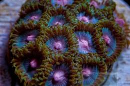Coral Morphologic Metalic Miami Thumbnail