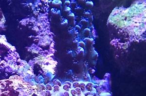 Super Blue Acropora Thumbnail
