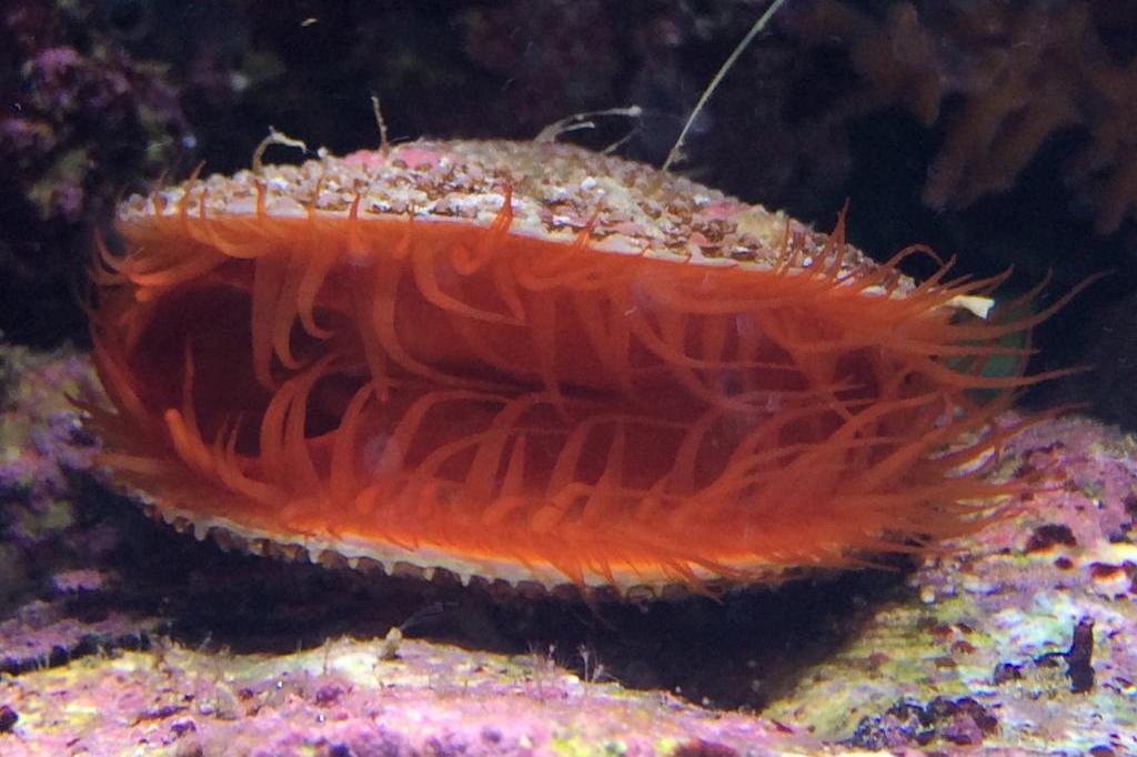 Flame Scallop / Lima scabra 56