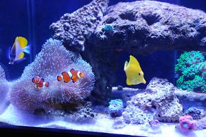 West Reef Thumbnail