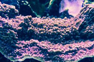 Leaf Plate Montipora Thumbnail