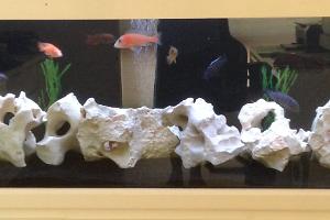 5ft Community Tank Thumbnail