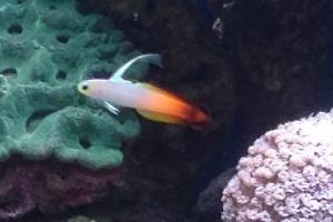 Firefish Goby Thumbnail