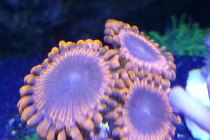 ZoanthidRedpurple center Thumbnail