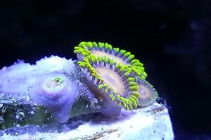 Zoanthidorangeyellow skirt Thumbnail