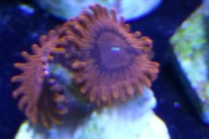 ZoanthidRedpurple ring Thumbnail