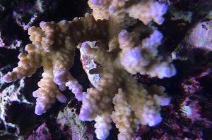Acropora Coral Thumbnail