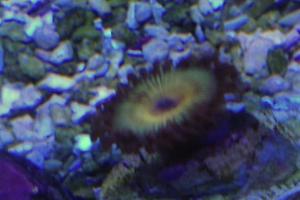 Zoanthid Thumbnail