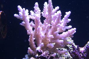 Acropora Coral Thumbnail