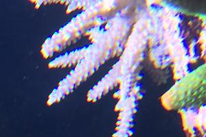Acropora Coral Thumbnail