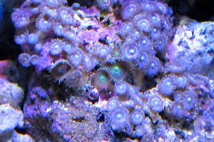 Zoanthid Thumbnail