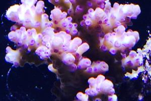 Acropora Coral Thumbnail