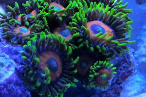 Super Saiyan Zoanthid Thumbnail