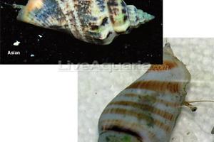 Fighting Conch