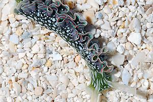 Lettuce Sea Slug