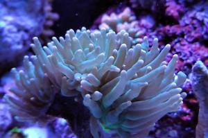 Torch Coral Thumbnail